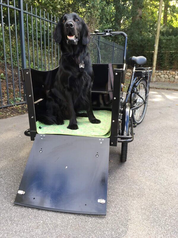 Electric cargo bike for dog